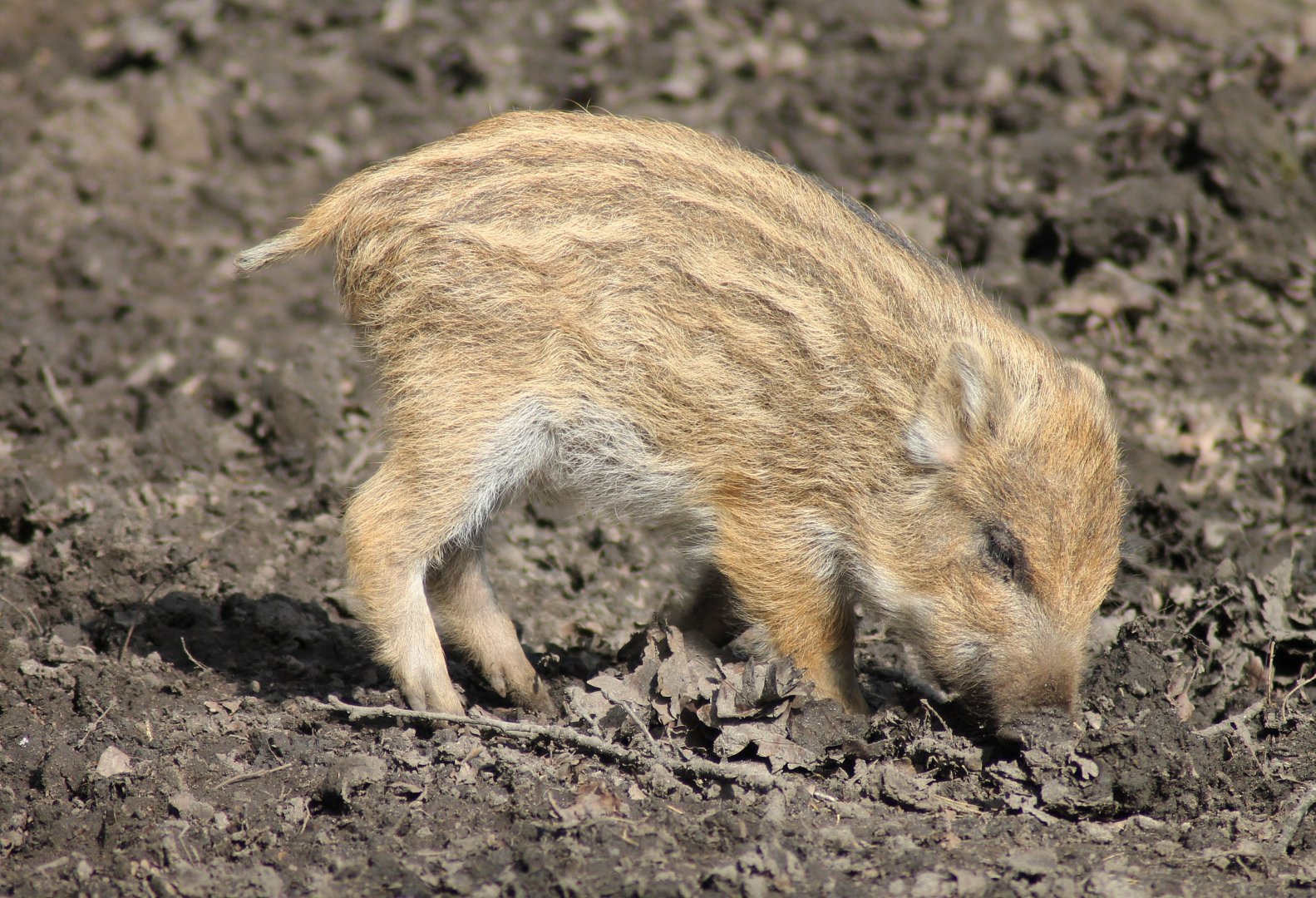 Wild boar (Sus scrofa)
