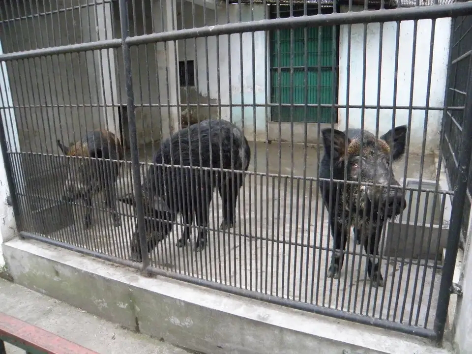 Wild Boar（Sus scrofa）