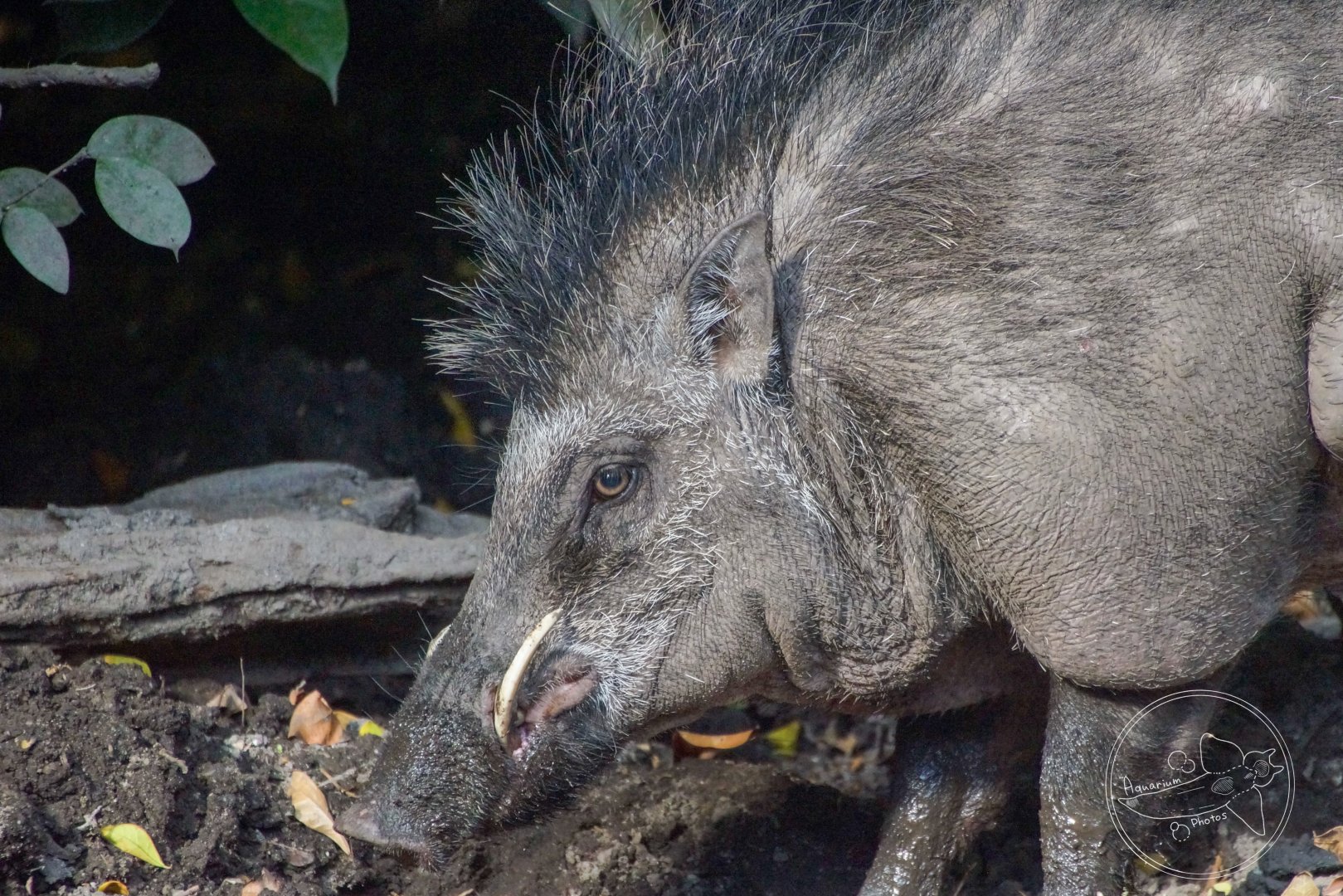 Wild Boar (Sus scrofa)