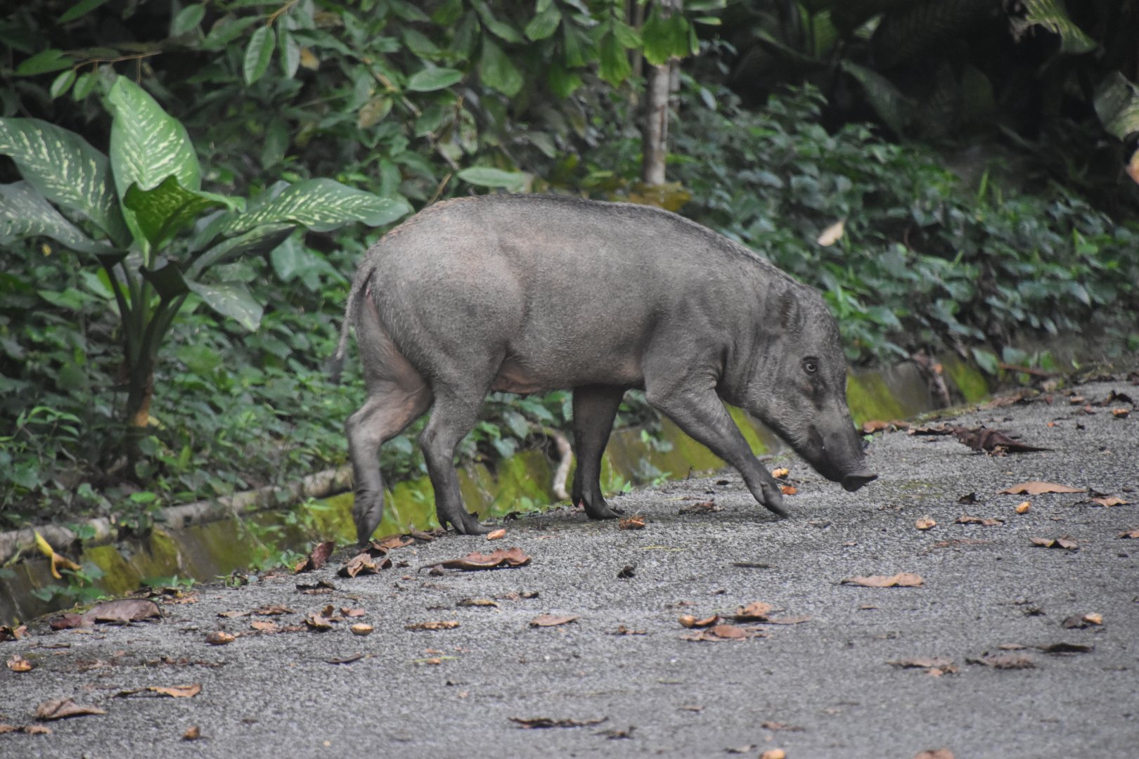 Wild boar, Sus scrofa