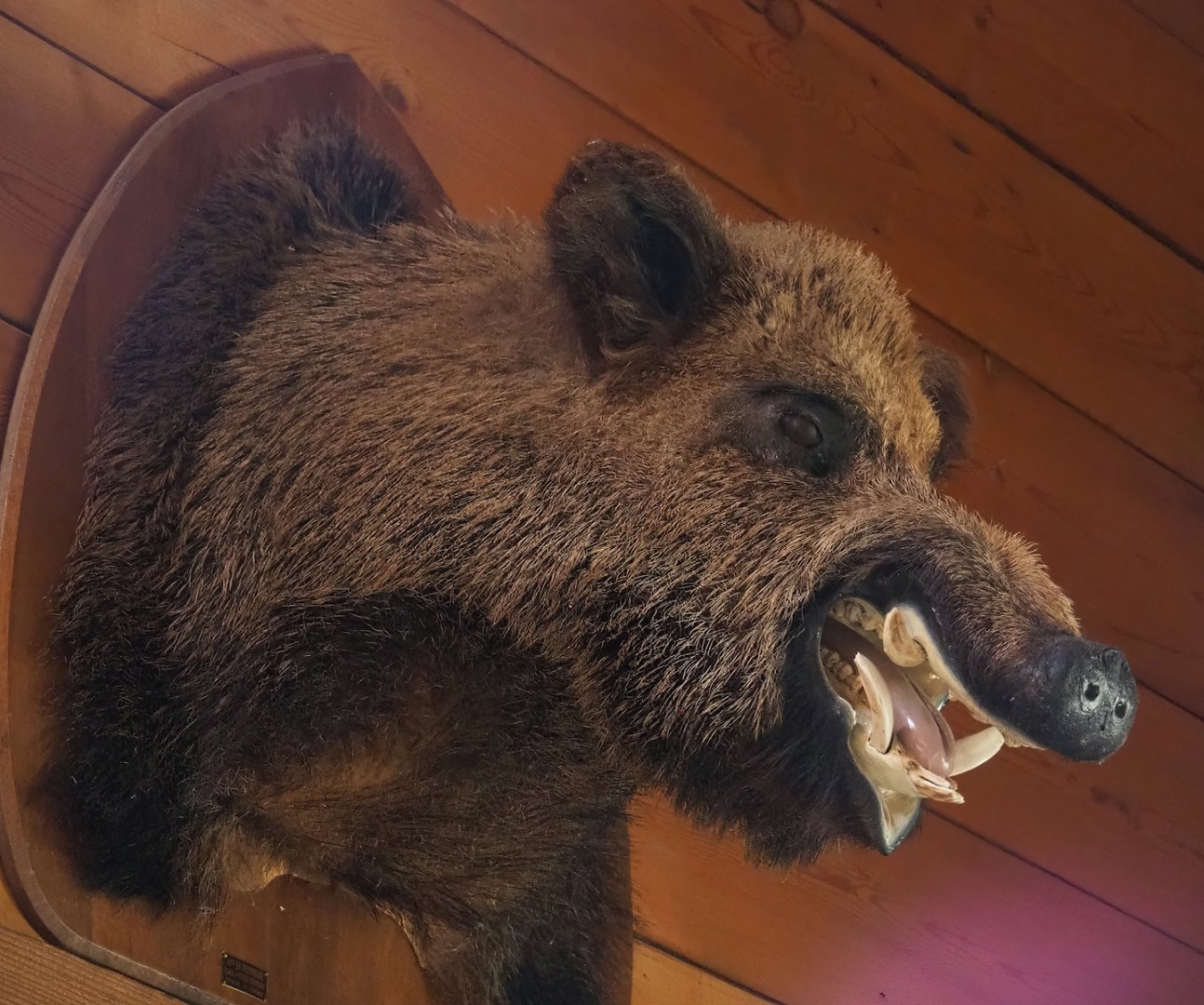 Wild boar taxidermy mount, 2023-06-24
