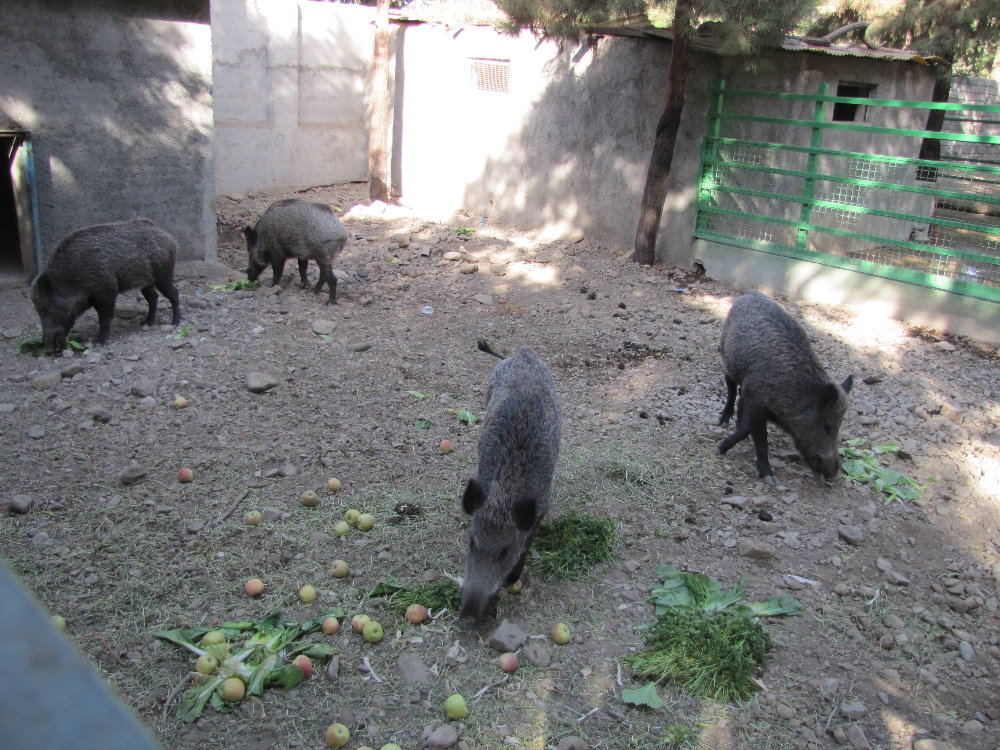 Wild boar(tehran zoo)