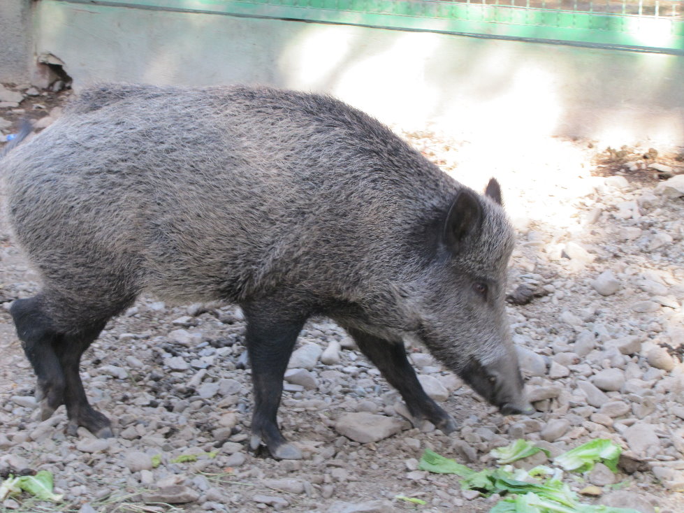 Wild boar(tehran zoo)