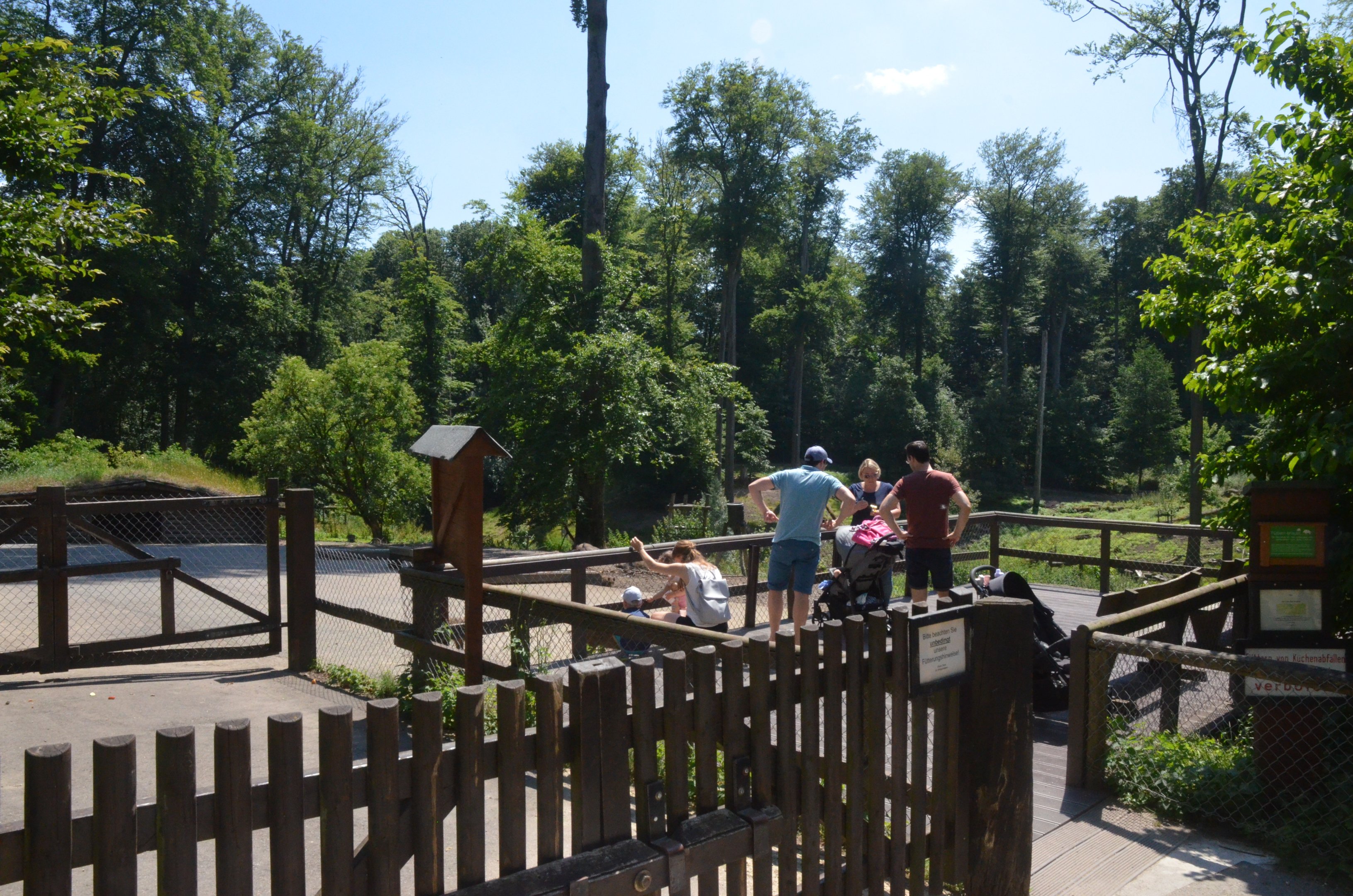Wild Boar Viewing at Wildpark Grafenberger Wald, 23/06/2019
