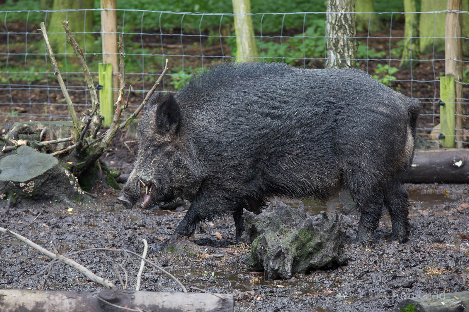 Wild boar : Wildwood : 16 Oct 2014