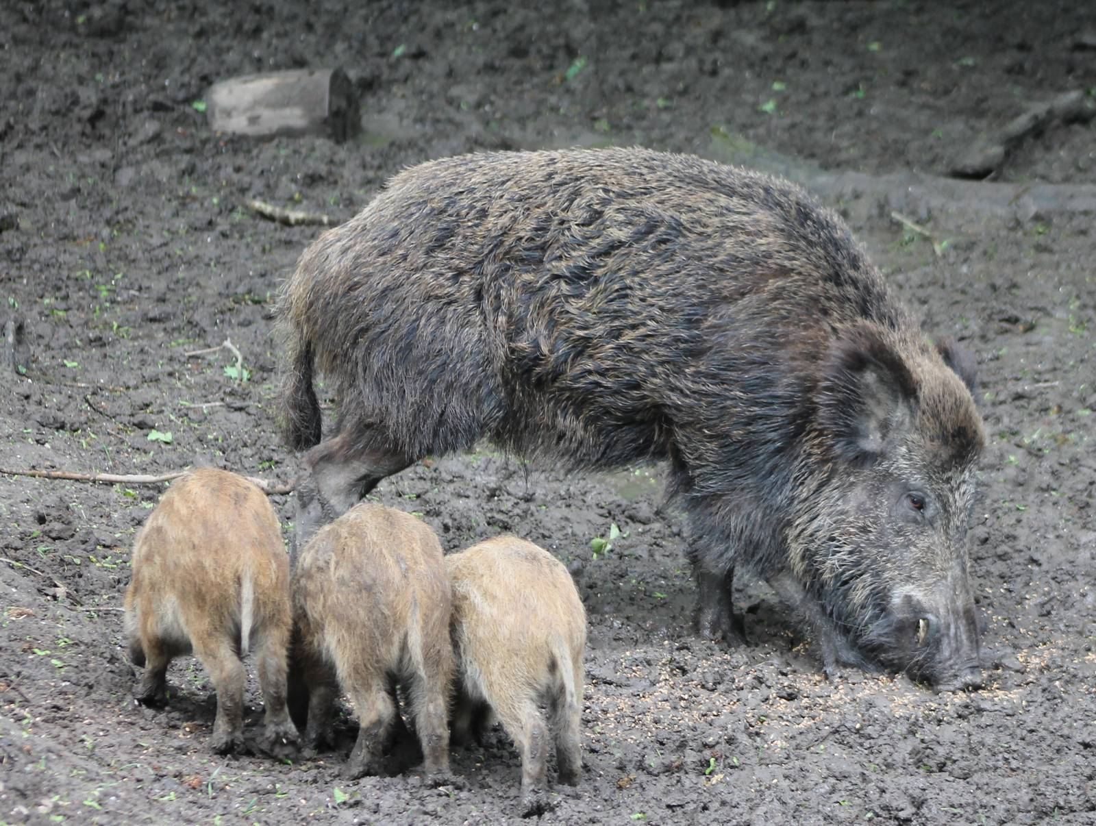Wild boar with young