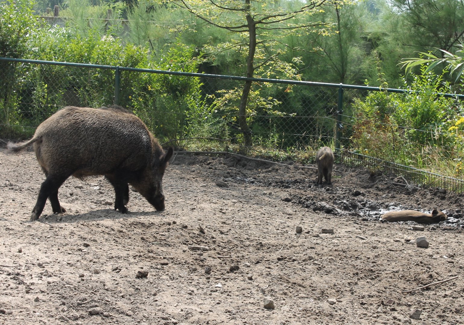 Wild boar with young