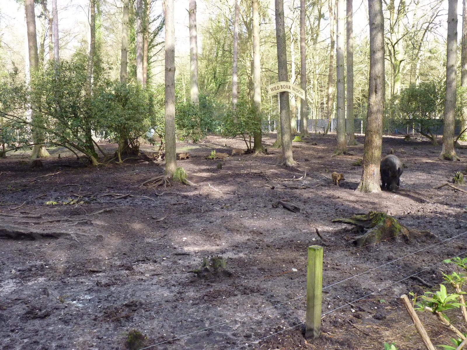 Wild Boar Wood