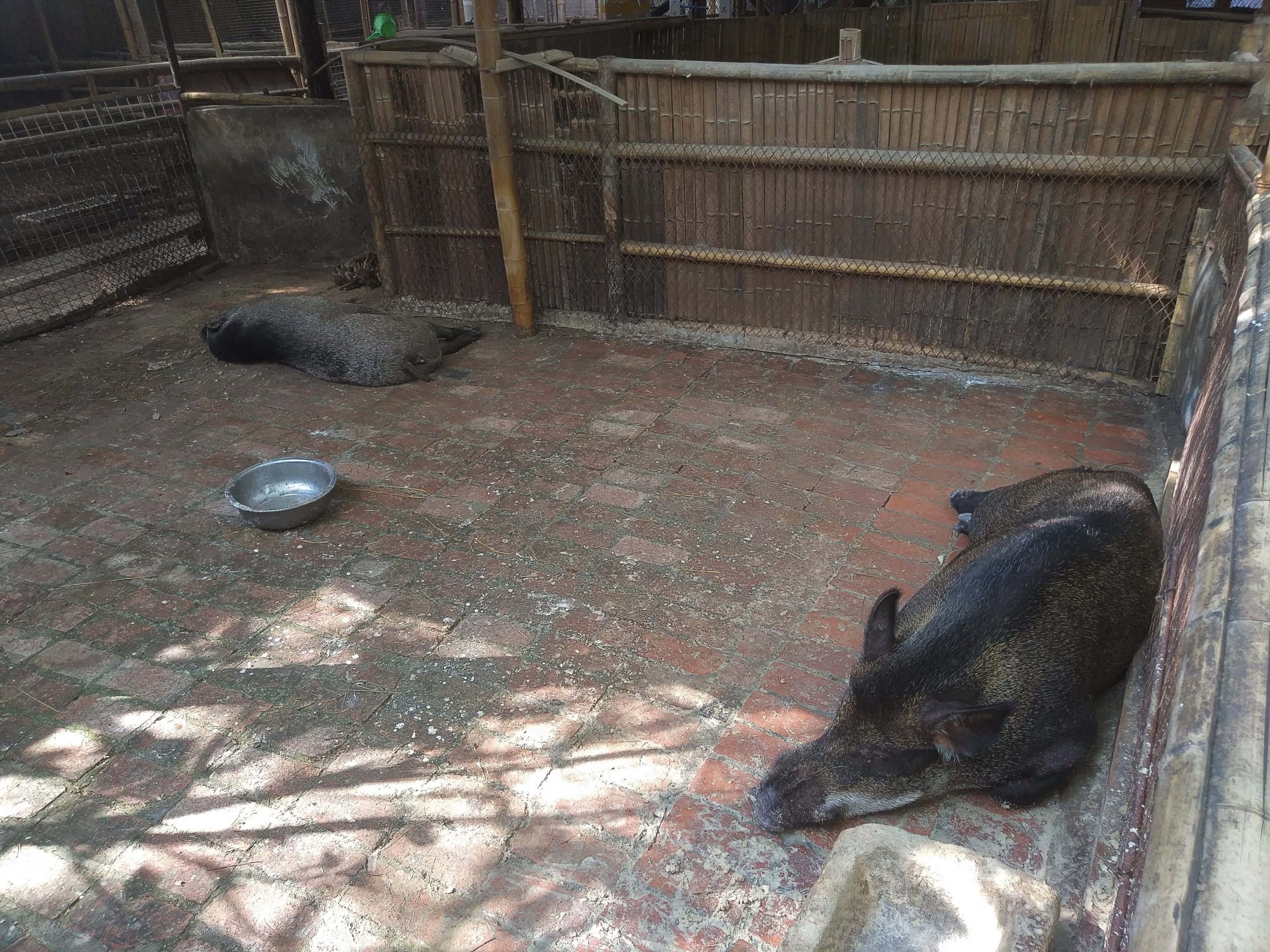 Wild Boar Yard