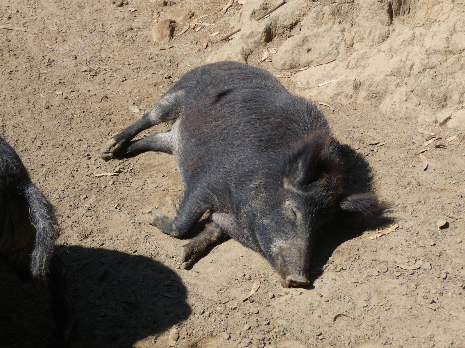 wild boar zoologico del altiplano tlaxcala