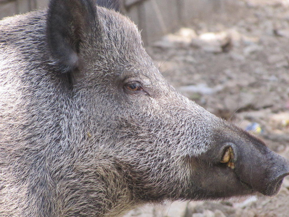 wild boar