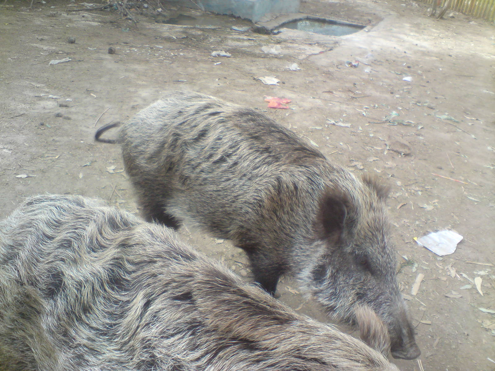 wild boar