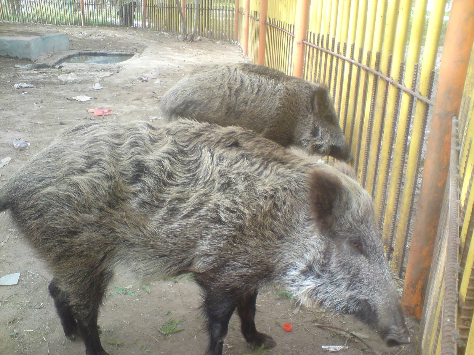 wild boar