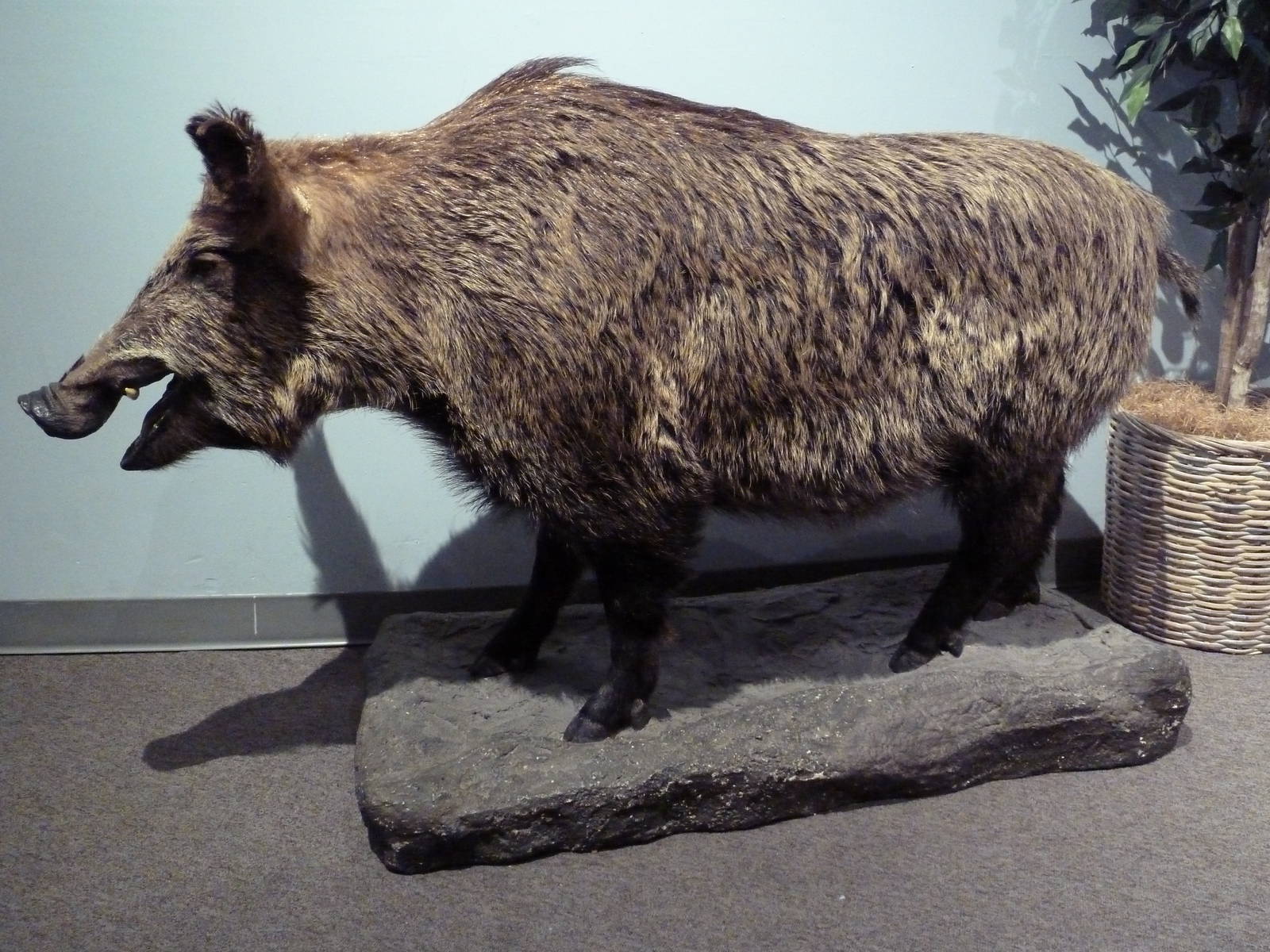 Wild Boar