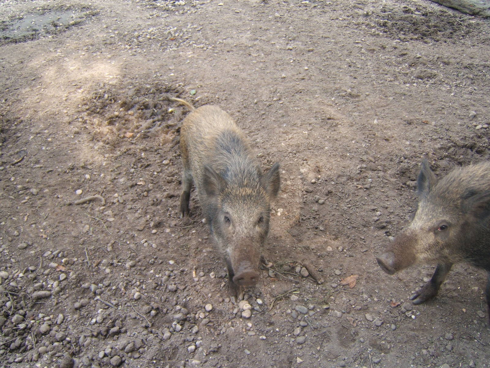 Wild Boar