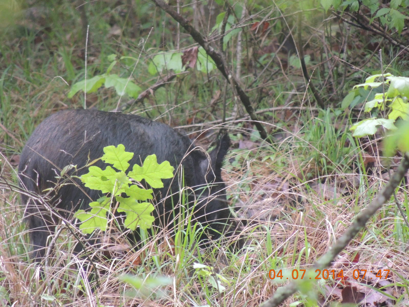 wild boar
