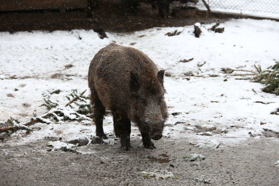 wild boar