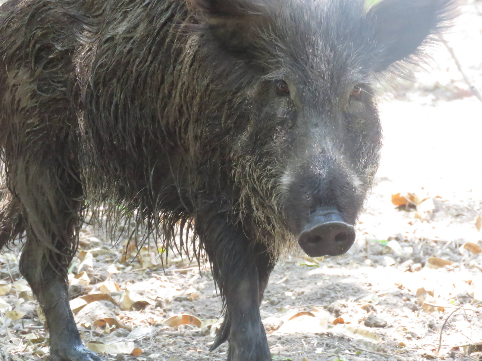 Wild boar