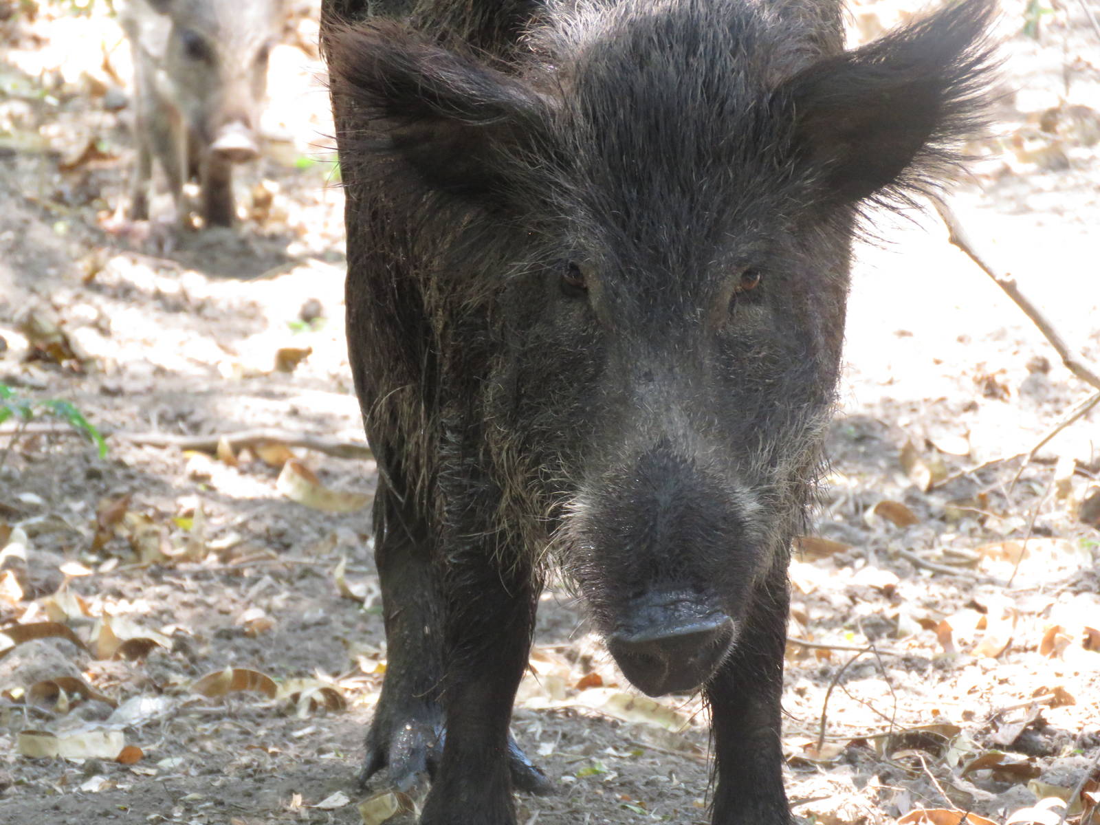 Wild boar
