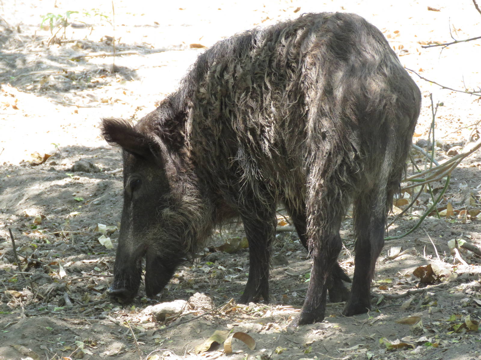 Wild boar