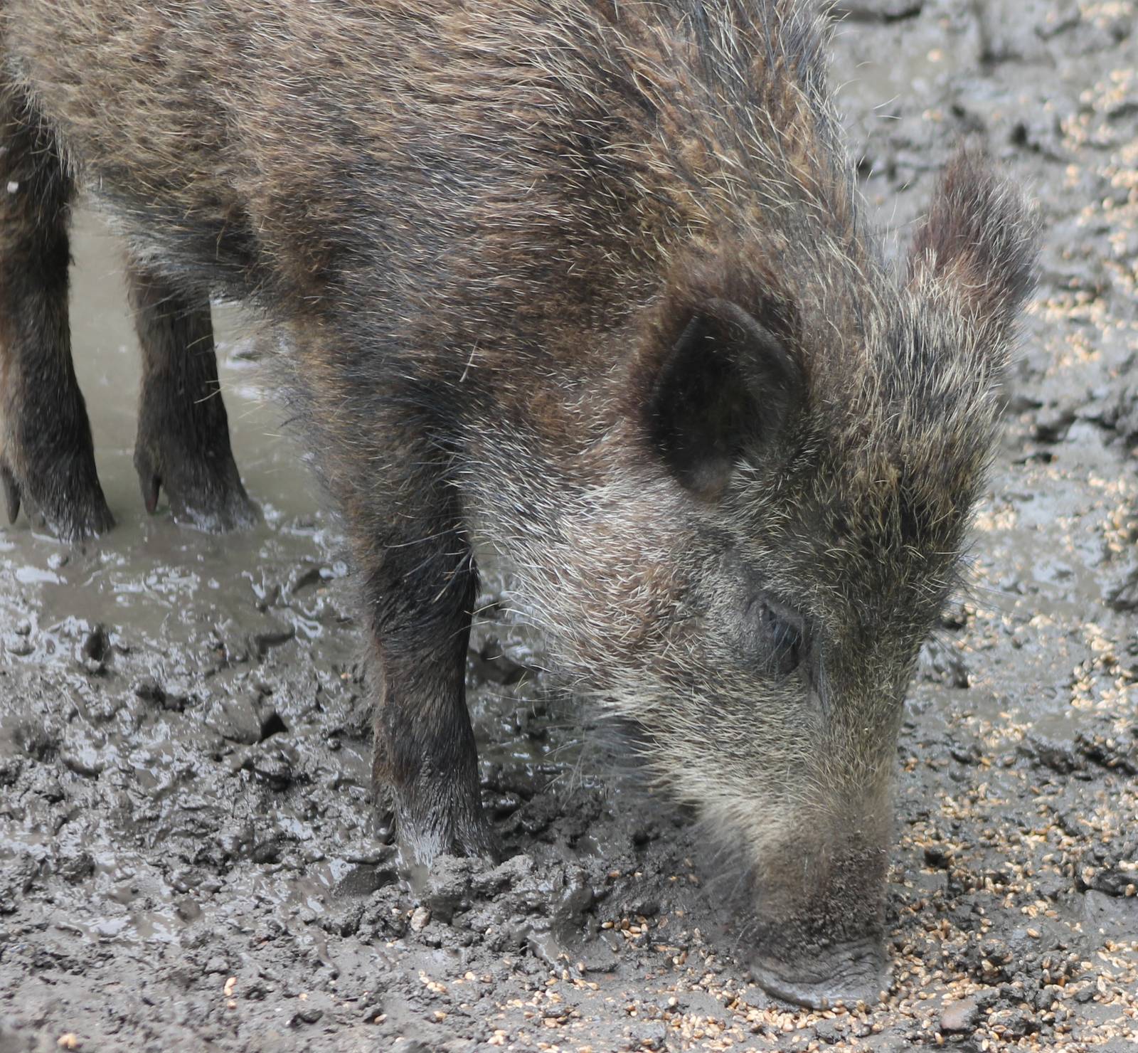 Wild boar
