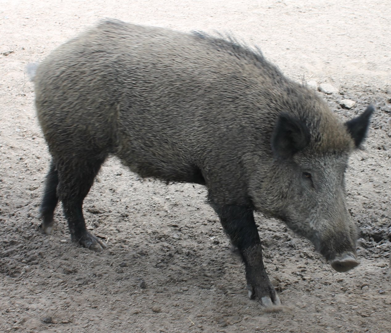 Wild boar