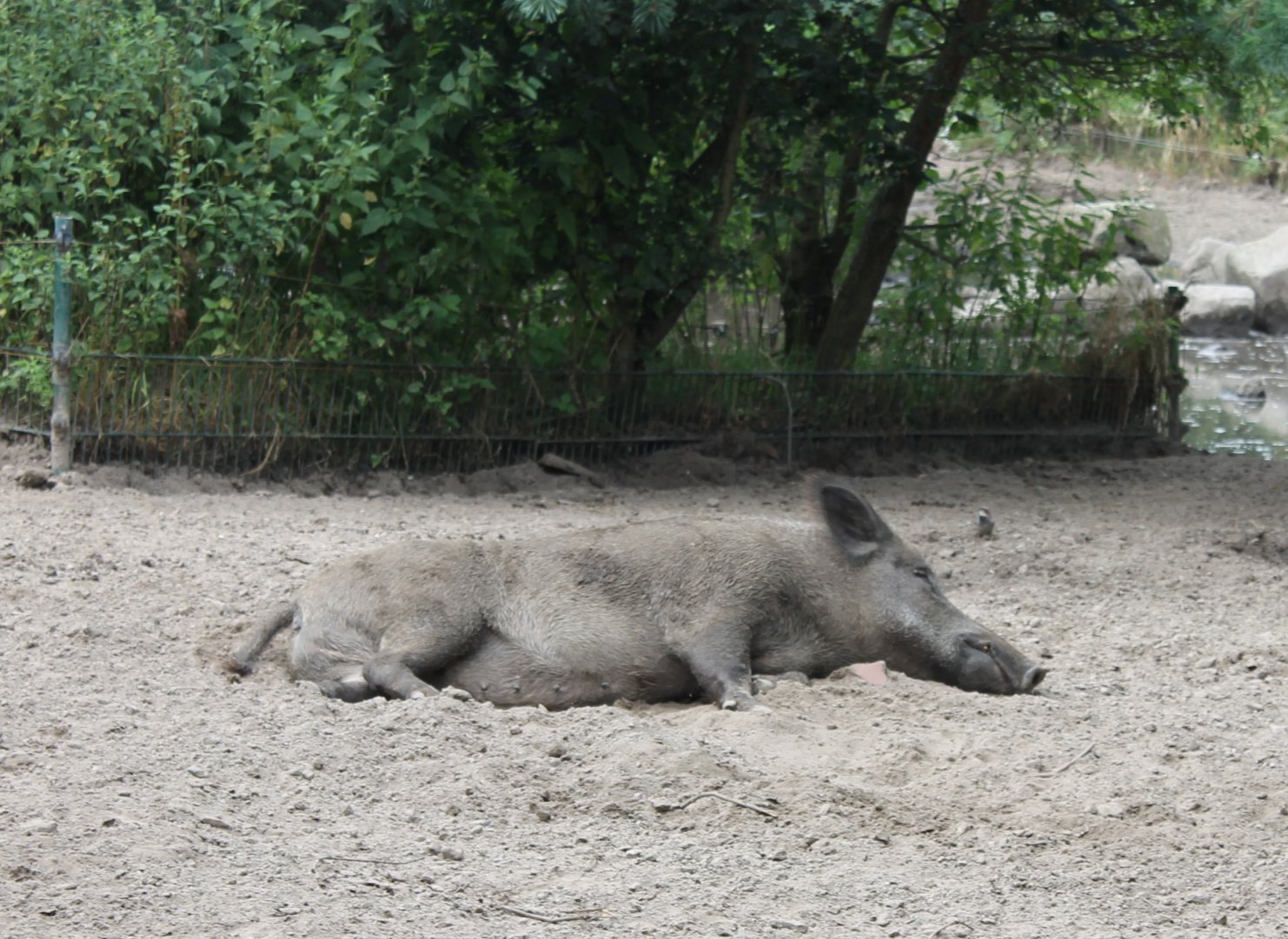 Wild boar