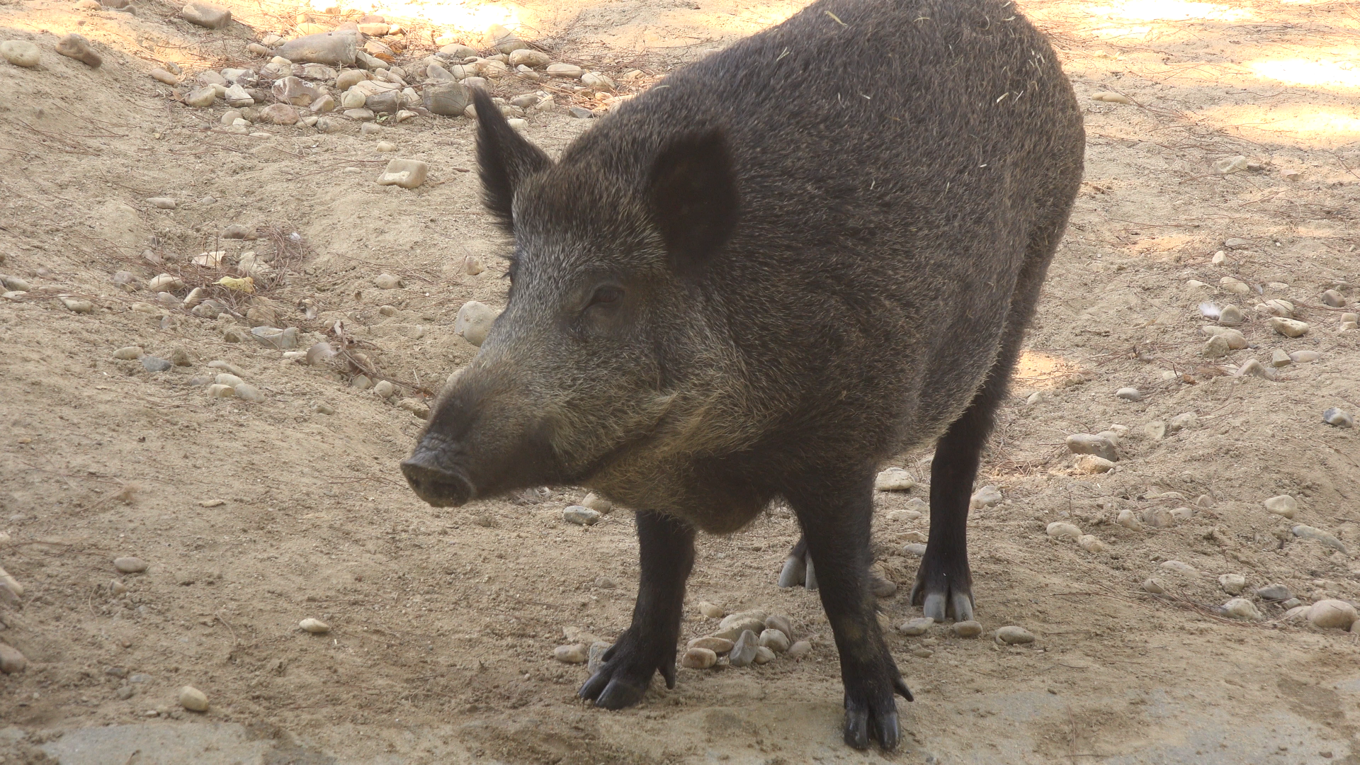 Wild boar