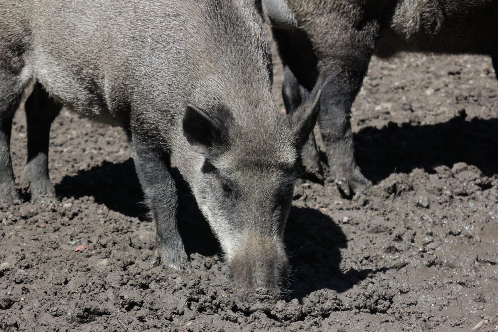 Wild boar