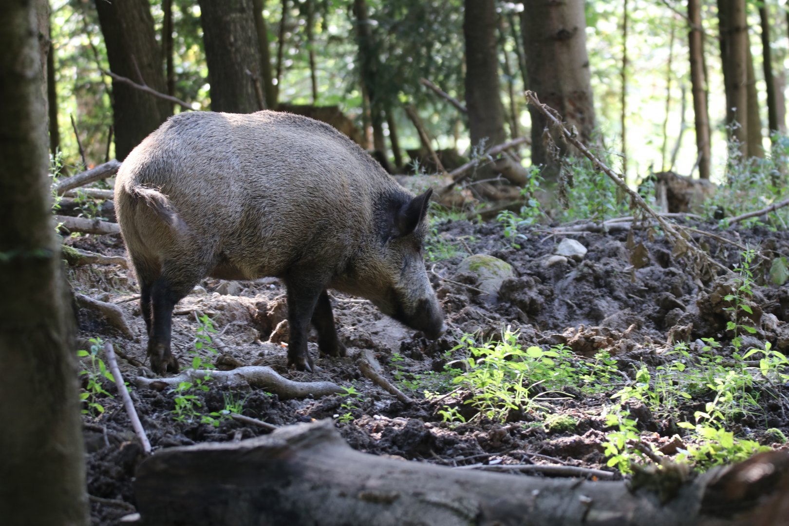 Wild boar