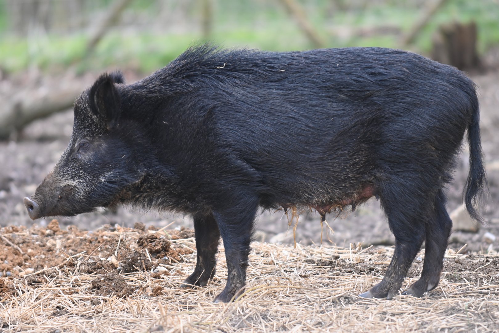 Wild boar