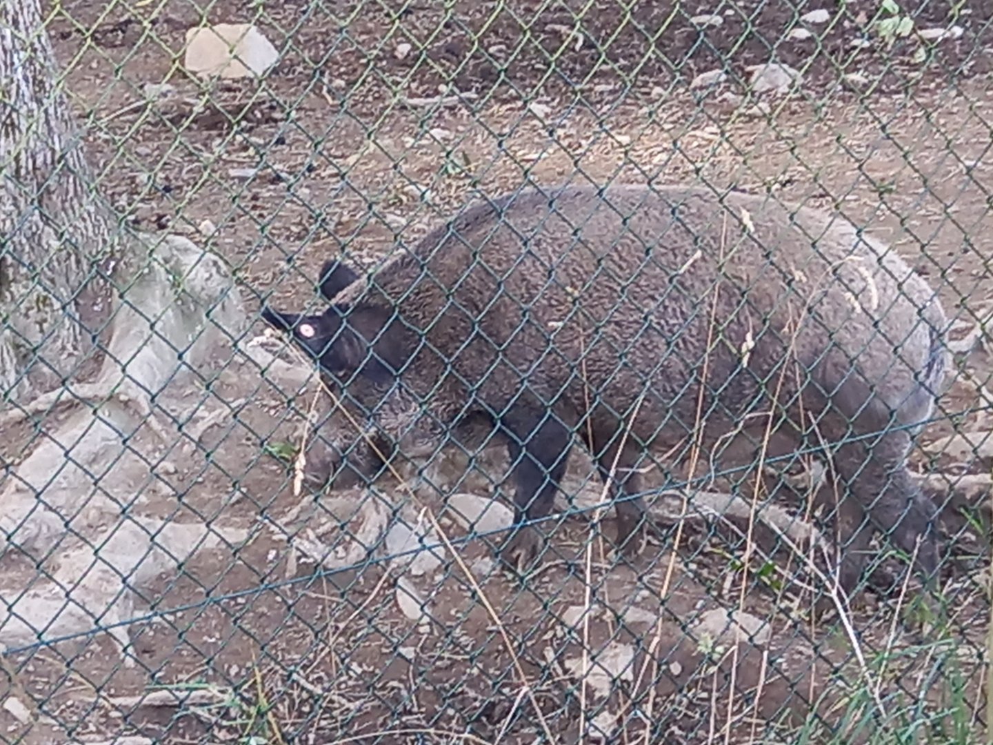 Wild Boar