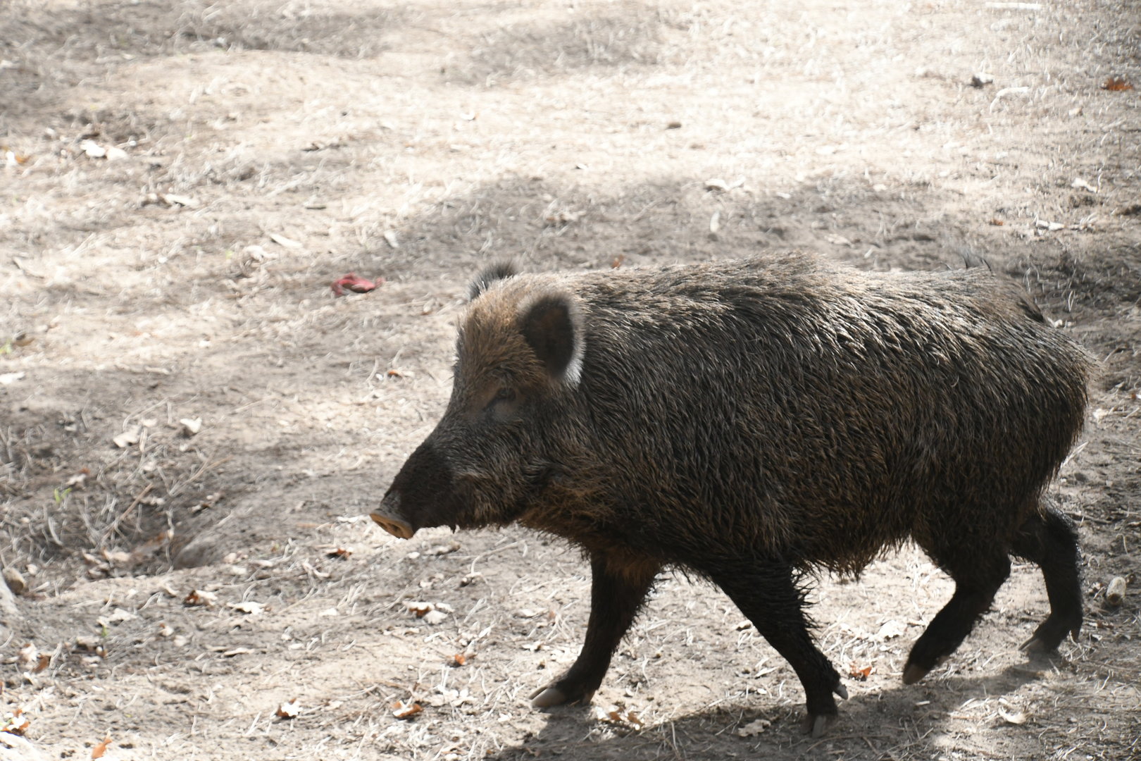 Wild Boar