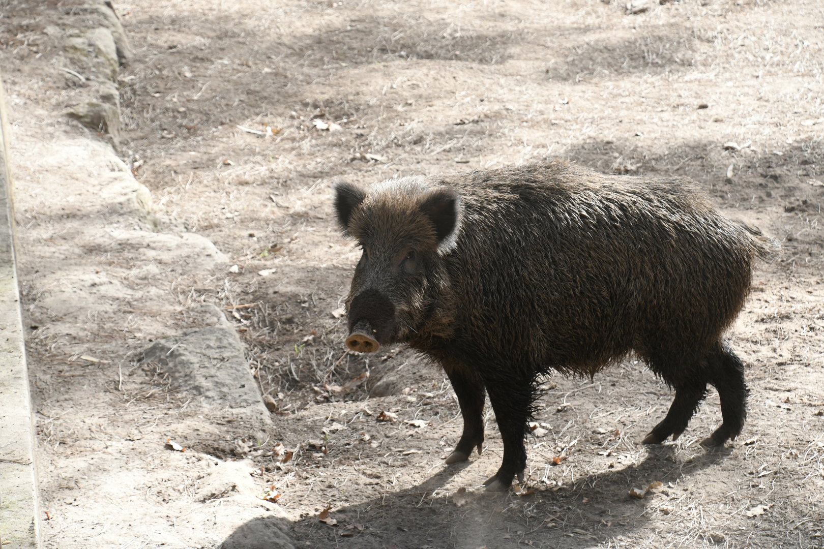 Wild Boar