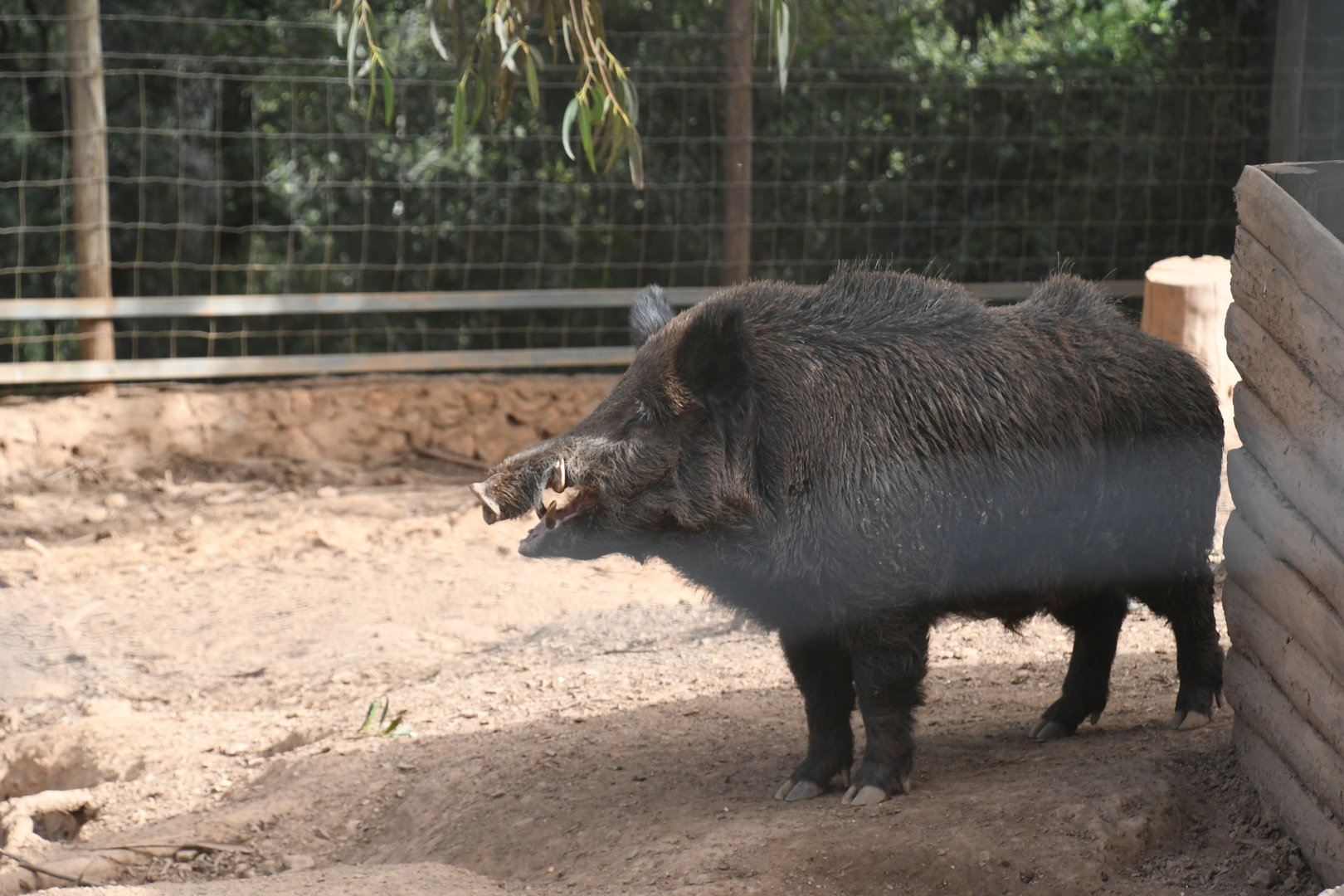 Wild Boar