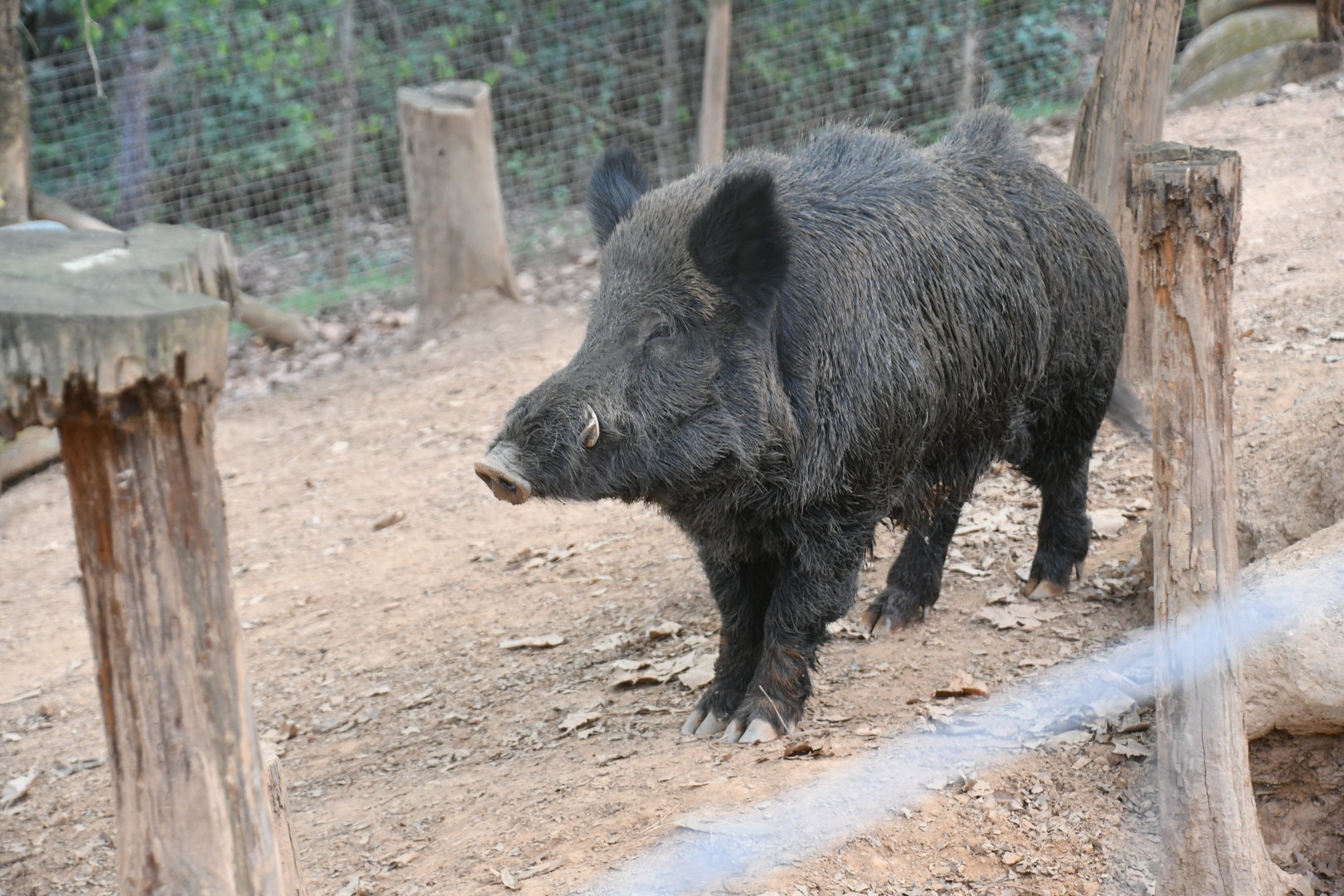 Wild Boar