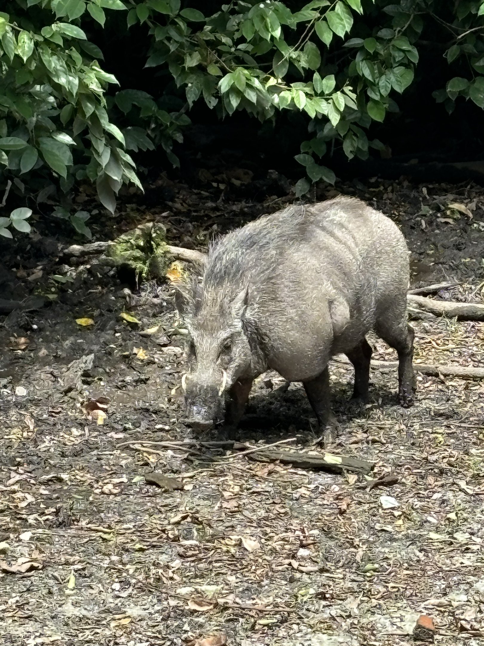 Wild Boar