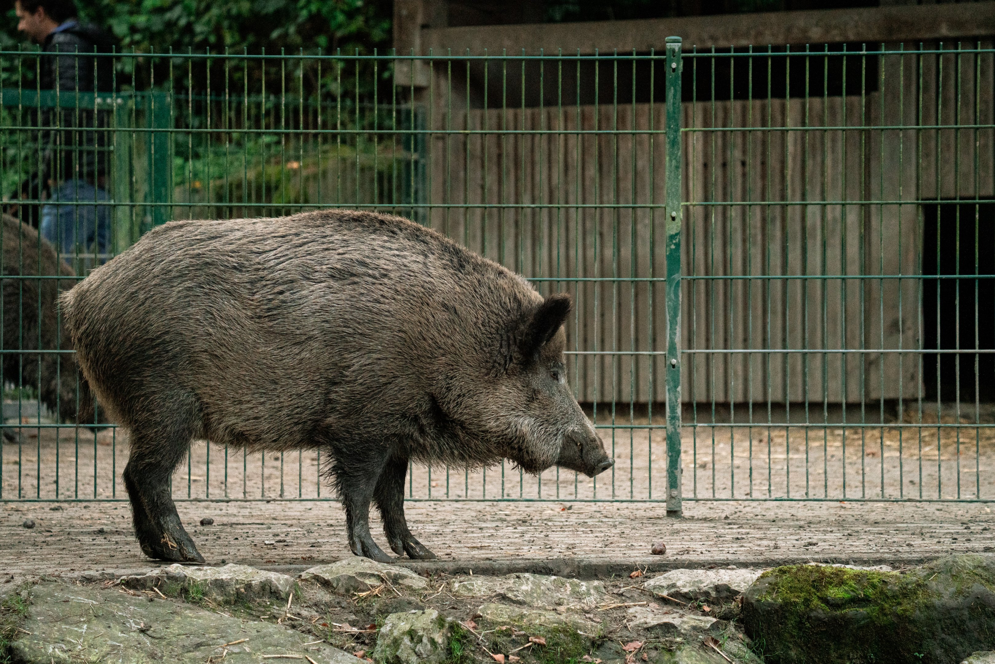 Wild boar