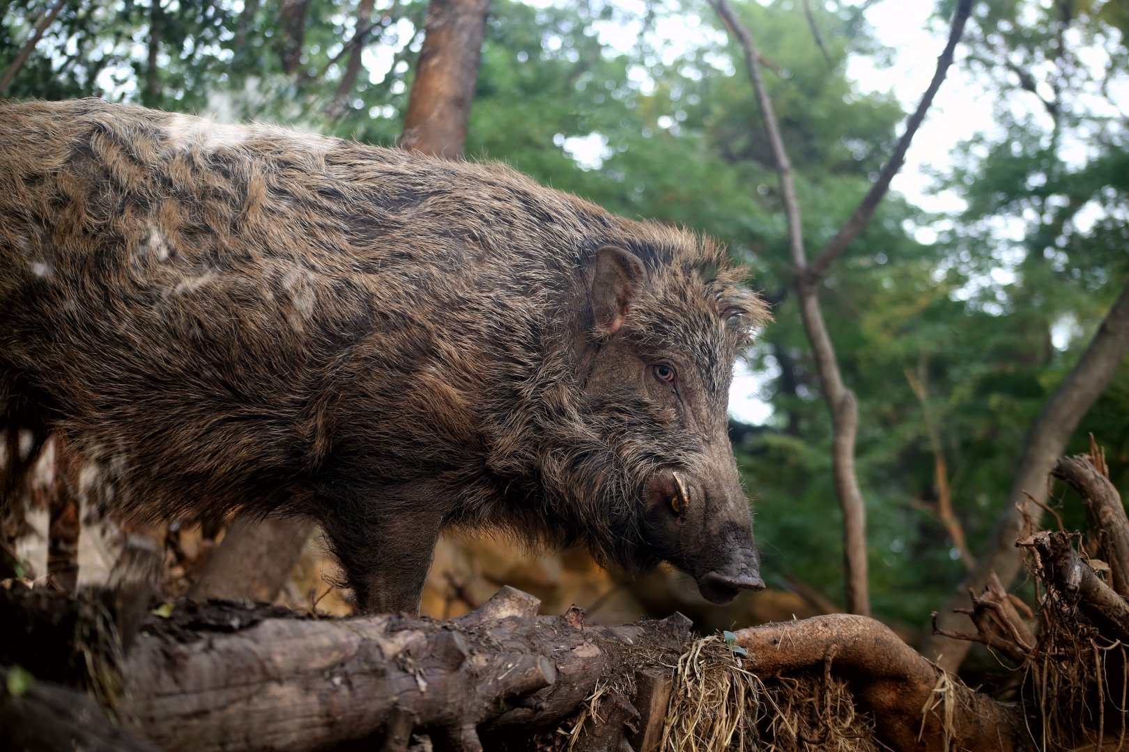 Wild Boar