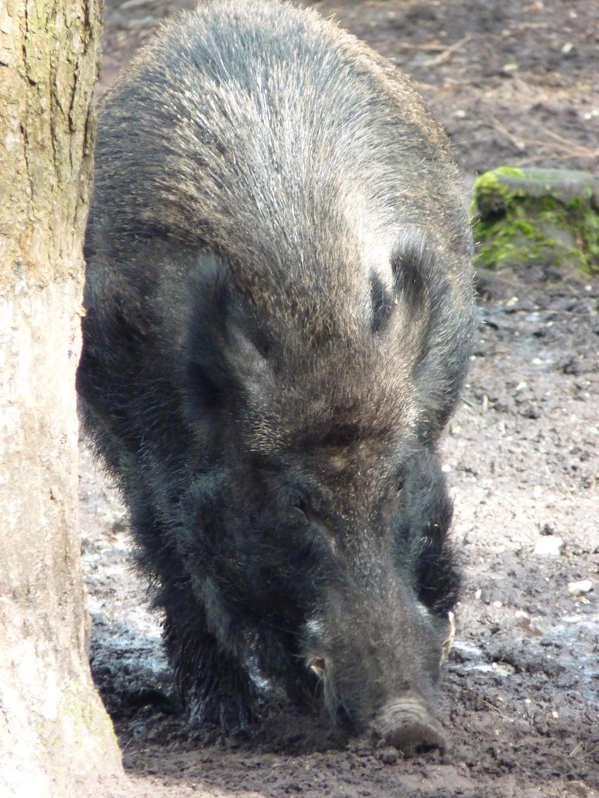 Wild Boar