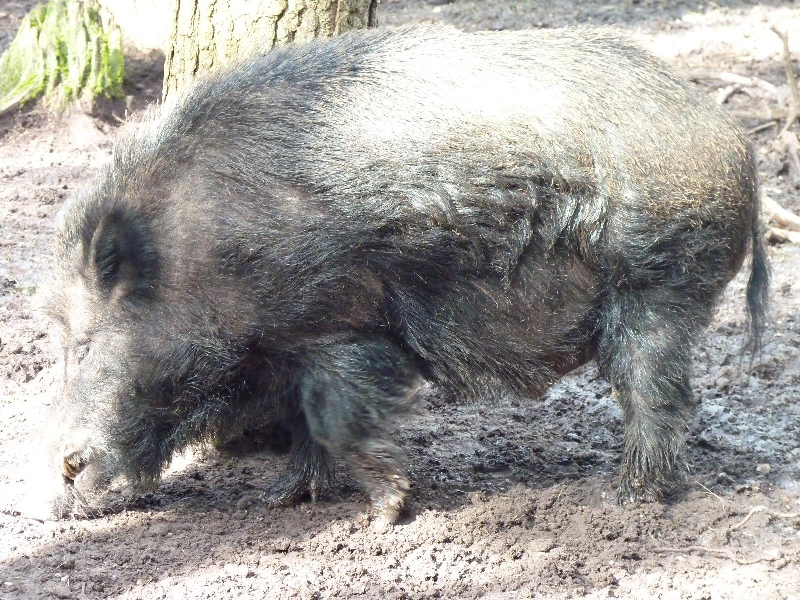 Wild Boar