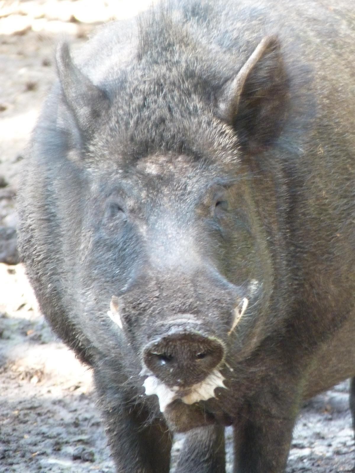 Wild Boar