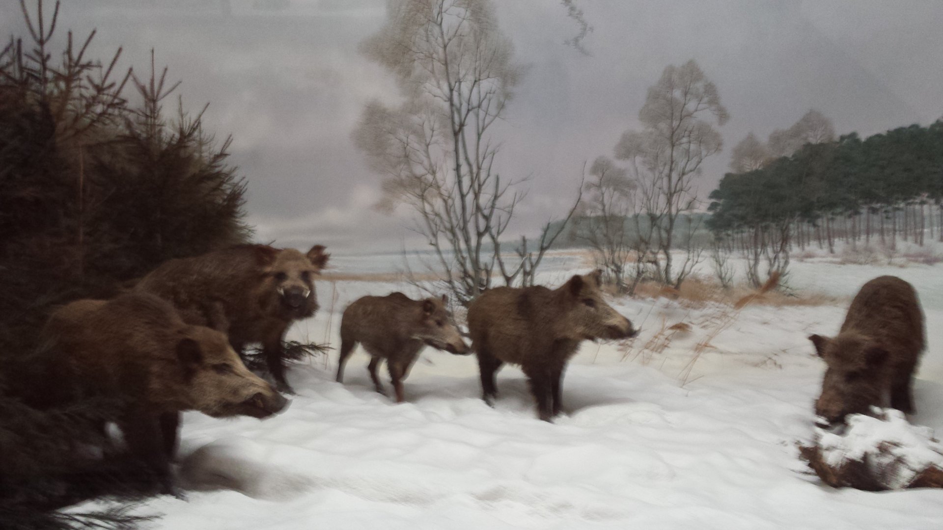 Wild boars at Museum Koenig, Bonn