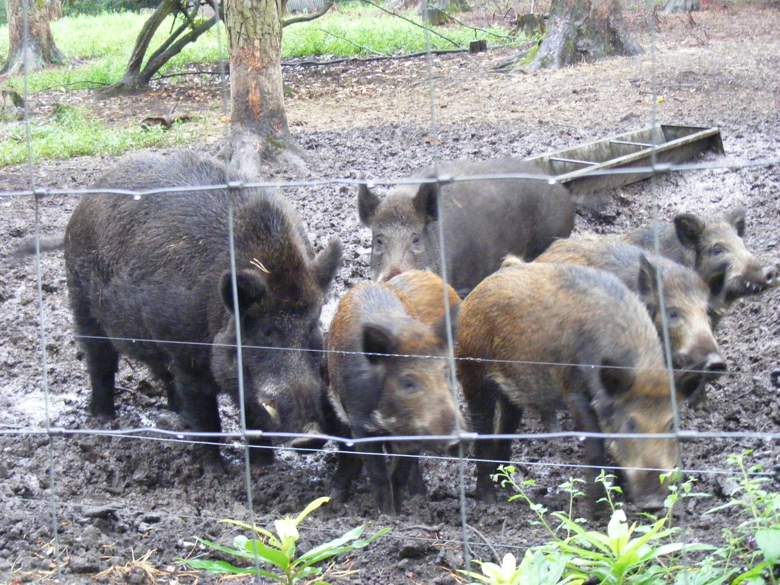 Wild boars at New Forest Wildlife Park, 21 August 2010