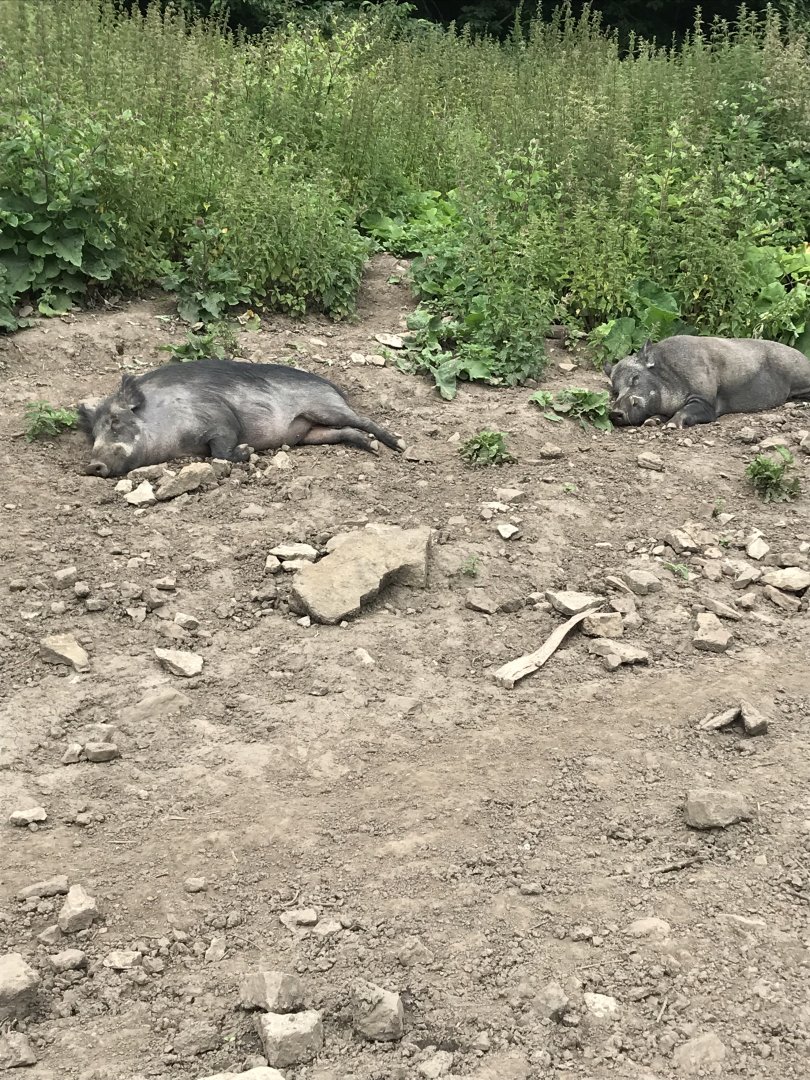 Wild boars (Bolton castle(