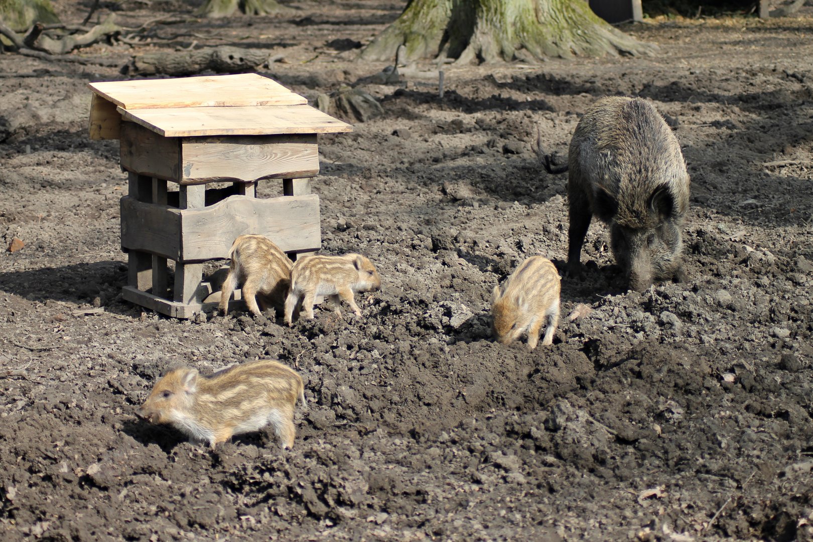 Wild boars (Sus scrofa)