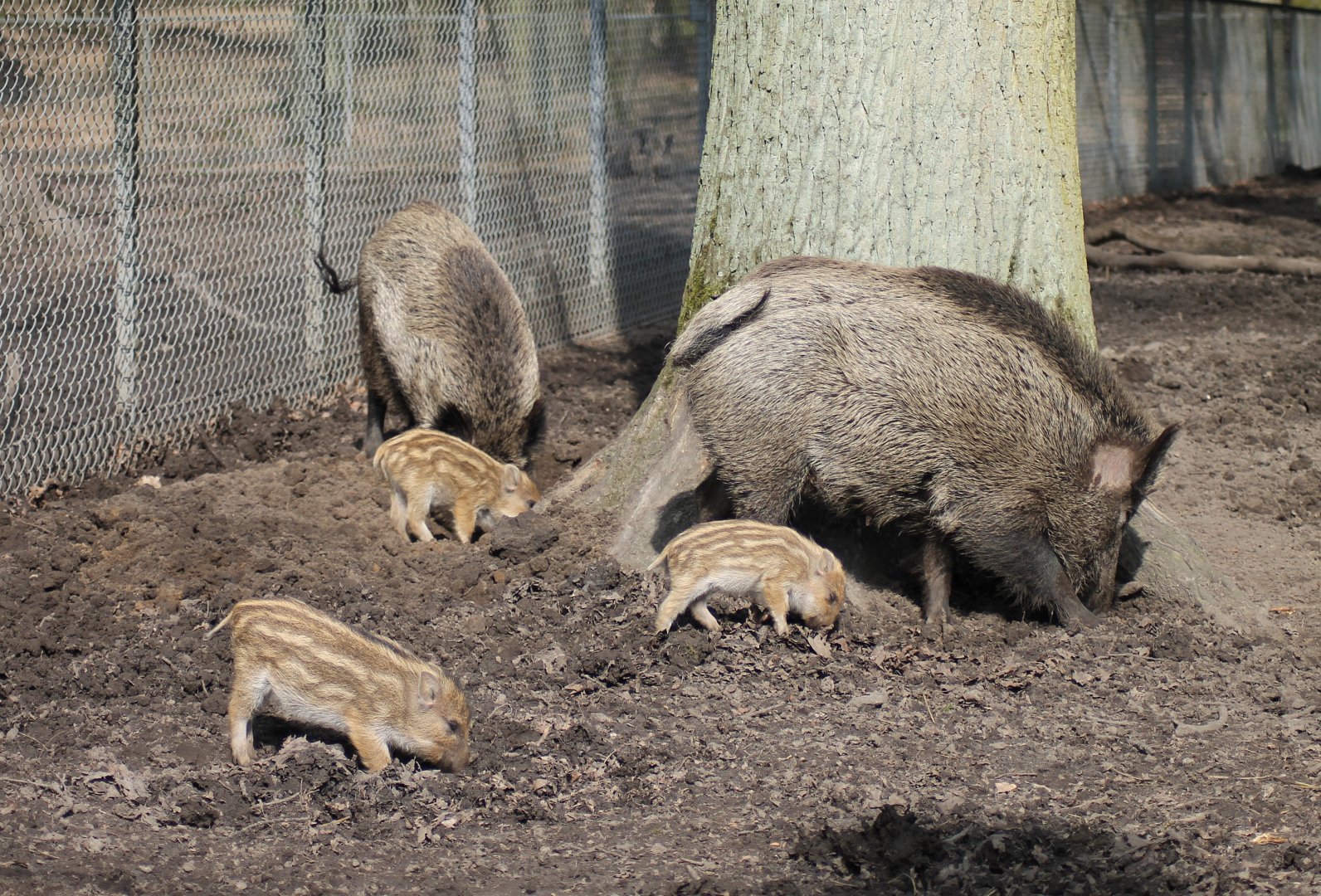 Wild boars (Sus scrofa)
