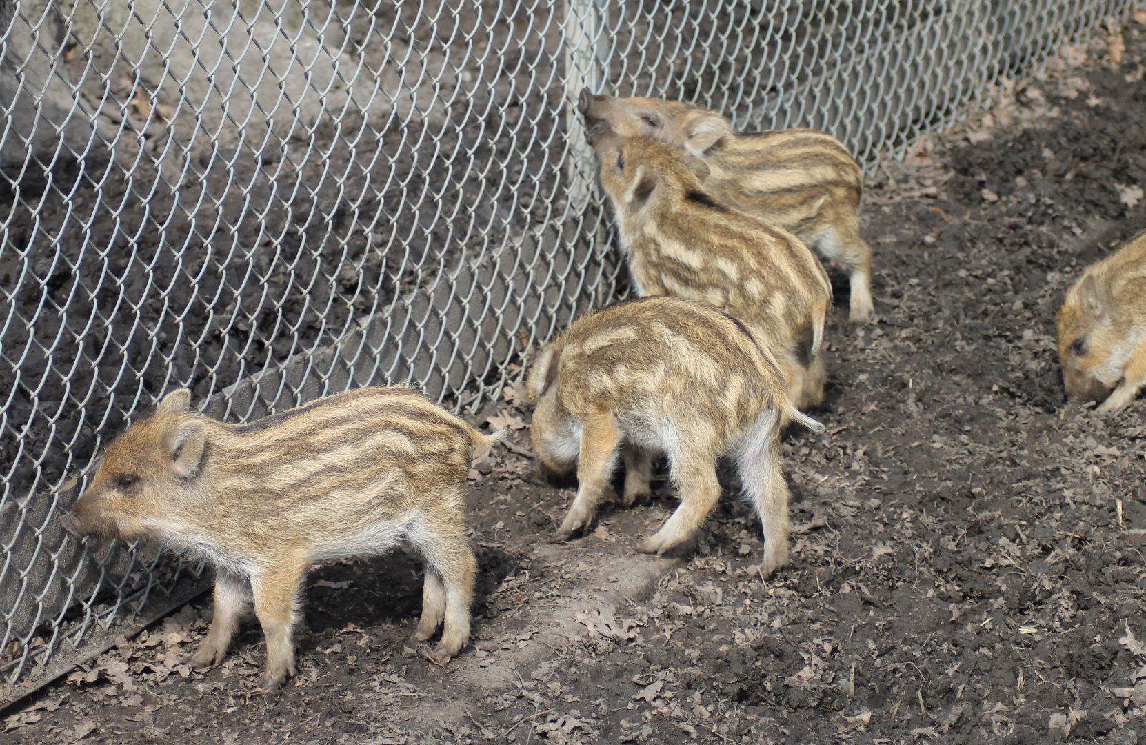 Wild boars (Sus scrofa)