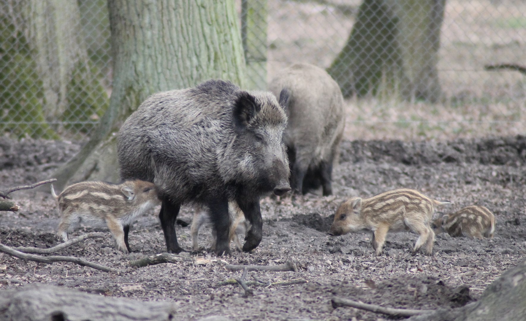 Wild boars (Sus scrofa)