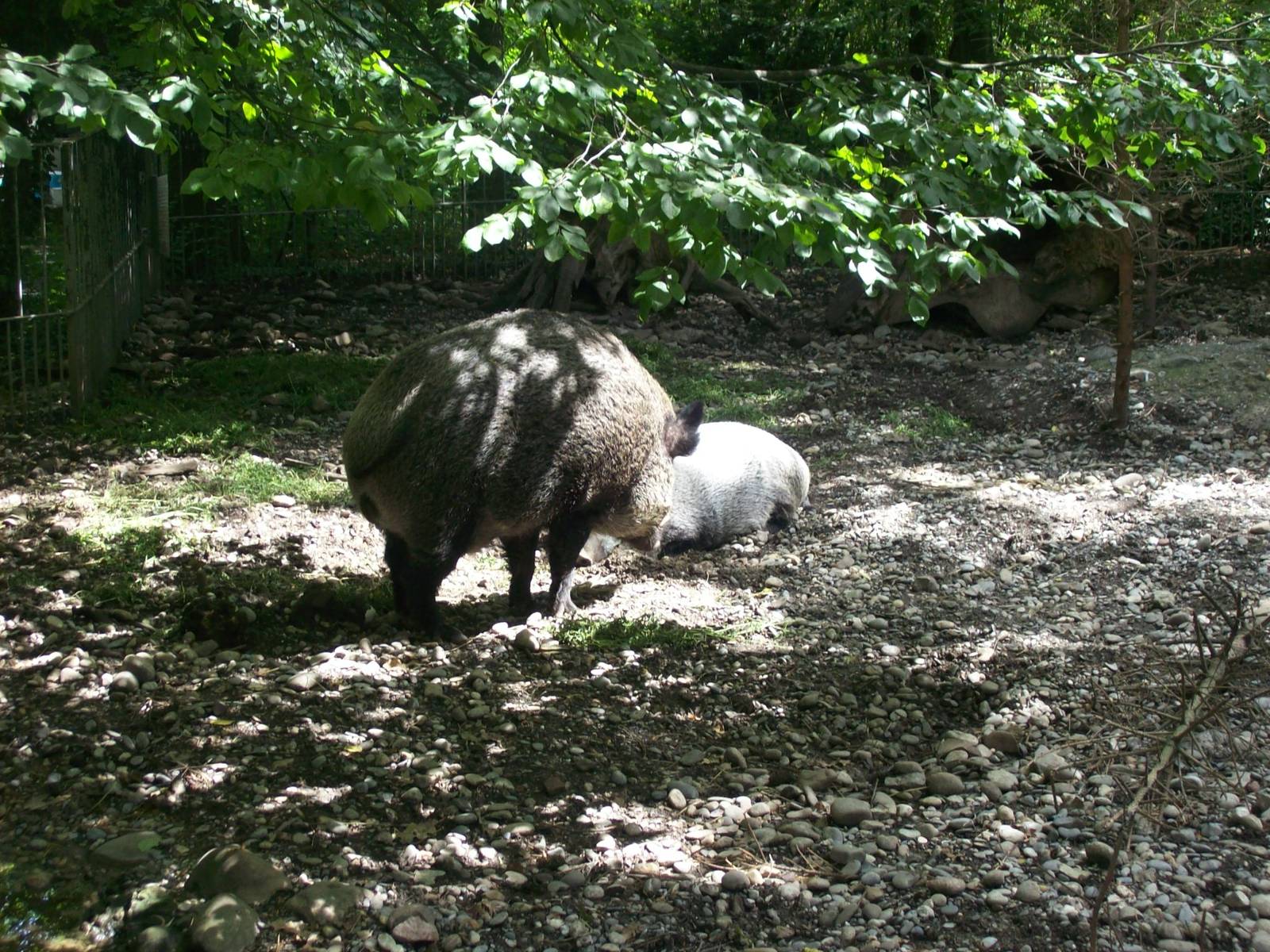 wild boars